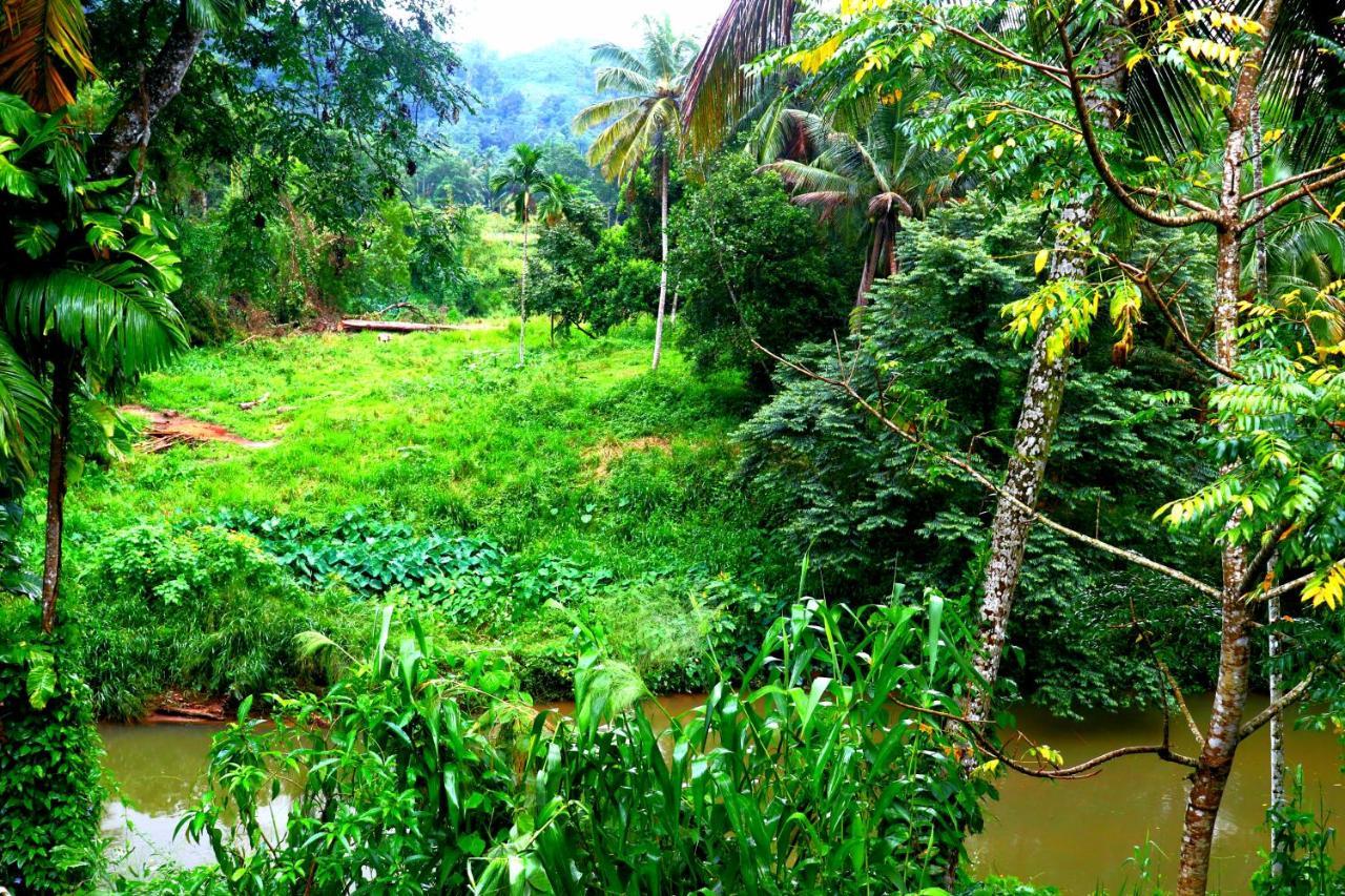 דניאיאה Rainforest River Bay מראה חיצוני תמונה